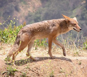 coyote